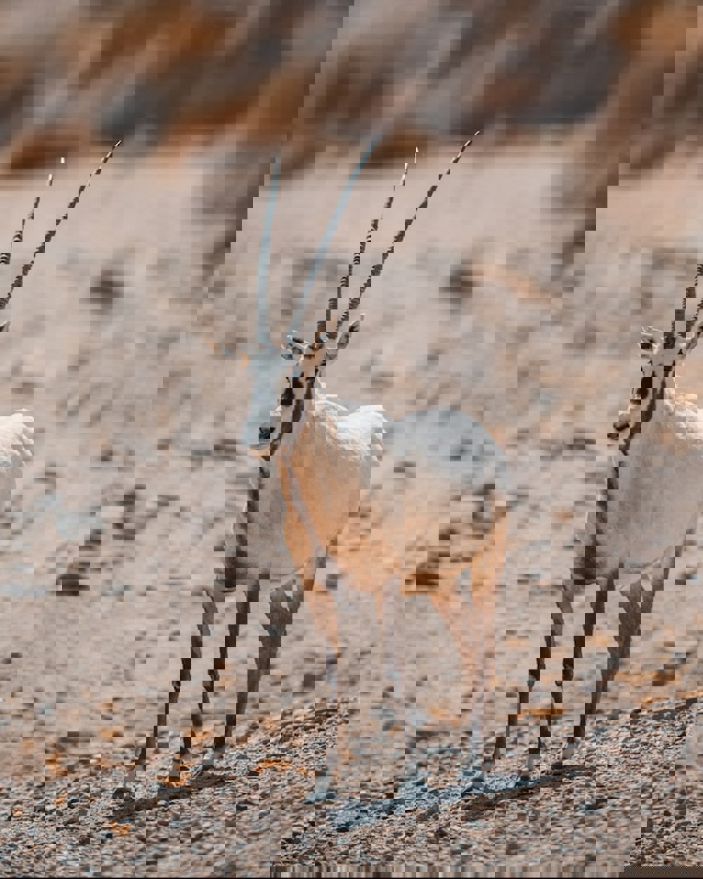 Neom Czwl Vn445k Unsplash