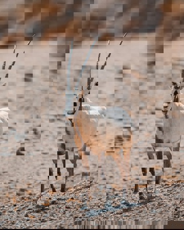 Neom Czwl Vn445k Unsplash